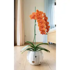 GENERICO - Macetero para orquideas grandes Linea SOL Color Transparente