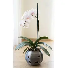 GENERICO - Macetero para orquidea grande Linea SOL Titanium