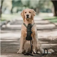 GENERICO - Correa Outdoor Alta Resistencia para Perros - negro 90 kg