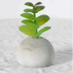 GENERICO - Planta Suculenta Decorativa