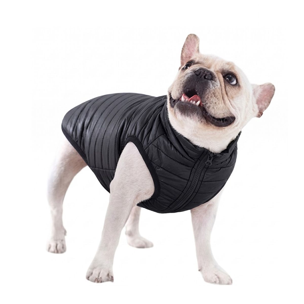 GENERICO - Parka Impermeable para perritas, Acolchada y Liviana - Negra XL