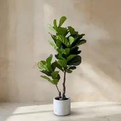 TRIBUS HOME - Planta Artificial Ficus Lyrata 145cm Real Touch con Maceta