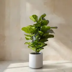 TRIBUS HOME - Planta Artificial Ficus Lyrata 100cm Real Touch con Maceta