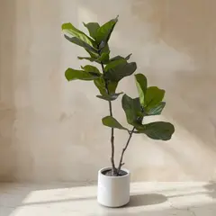 TRIBUS HOME - Planta Artificial Ficus Lyrata 130cm Real Touch con Maceta