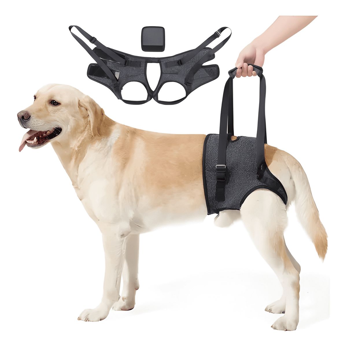 GENERICO - Correa de soporte para patas traseras-perros 8