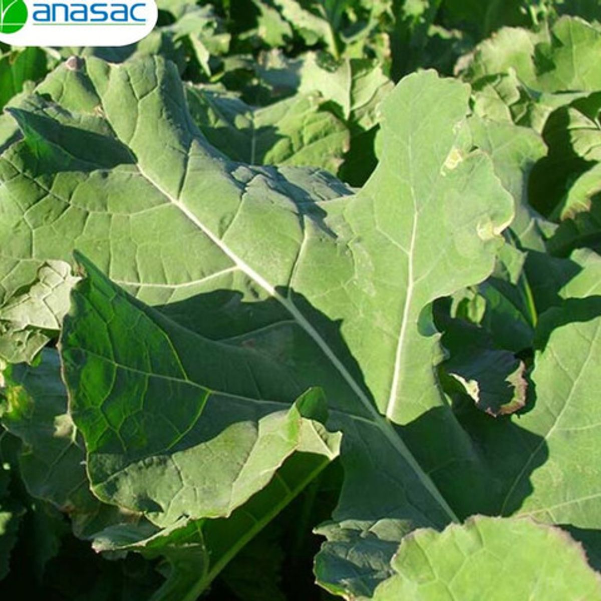GENERICO - Semillas de Raps Forrajero Goliath TLS Plus x 5 Kg