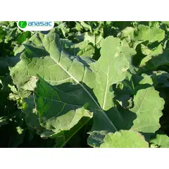 GENERICO - Semillas de Raps Forrajero Goliath TLS Plus x 5 Kg