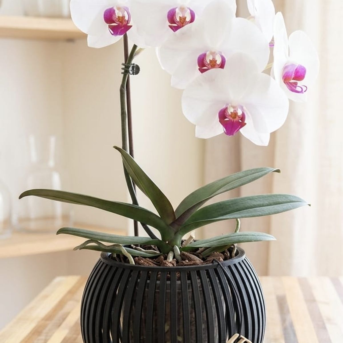GENERICO - Macetero para orquideas grandes Linea Zen color negro 18 cm