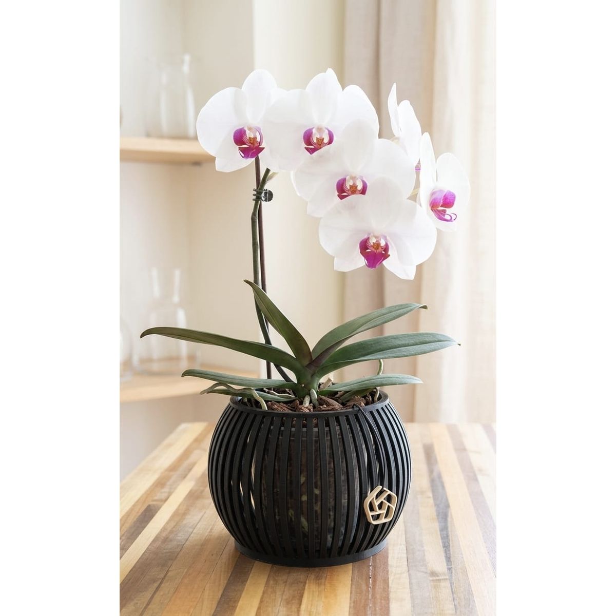 GENERICO - Macetero para orquideas grandes Linea Zen color negro 18 cm
