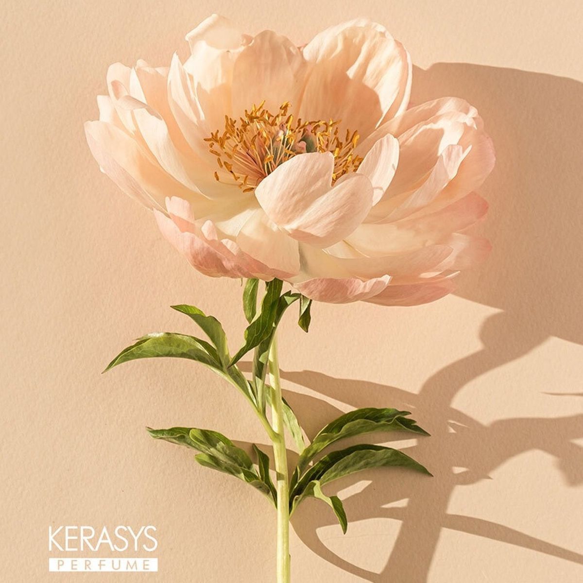 KERASYS - Dear Flora Cherry Blossom Shampoo 1.5L