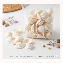 GENERICO - Paquete De Conchitas Marinas Para Decoración Y Artesanía