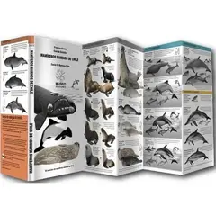 MUSEO EDICIONES - Guía De Mamíferos Marinos De Chile