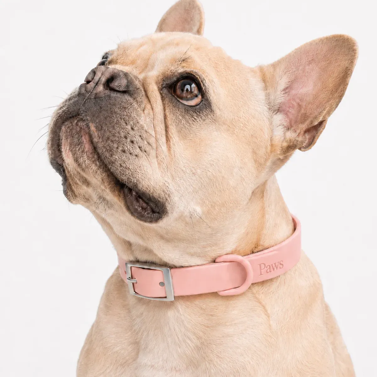 PRAWS - Collar Paws Verde Agua  XS