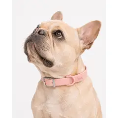 PRAWS - Collar Paws Amarillo M