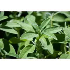 SUI GENERIS - Salvia común ( Salvia officinalis) altura 30 cm. aproximadamente