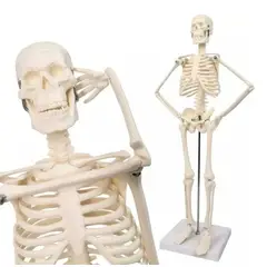 GENERICO - Modelo Anatómico Esqueleto Humano Armable 45cm