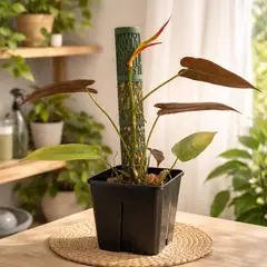 GENERICO - Tutor Planta 45 Cm Con Autoriego + Bolsa 5 L Mix