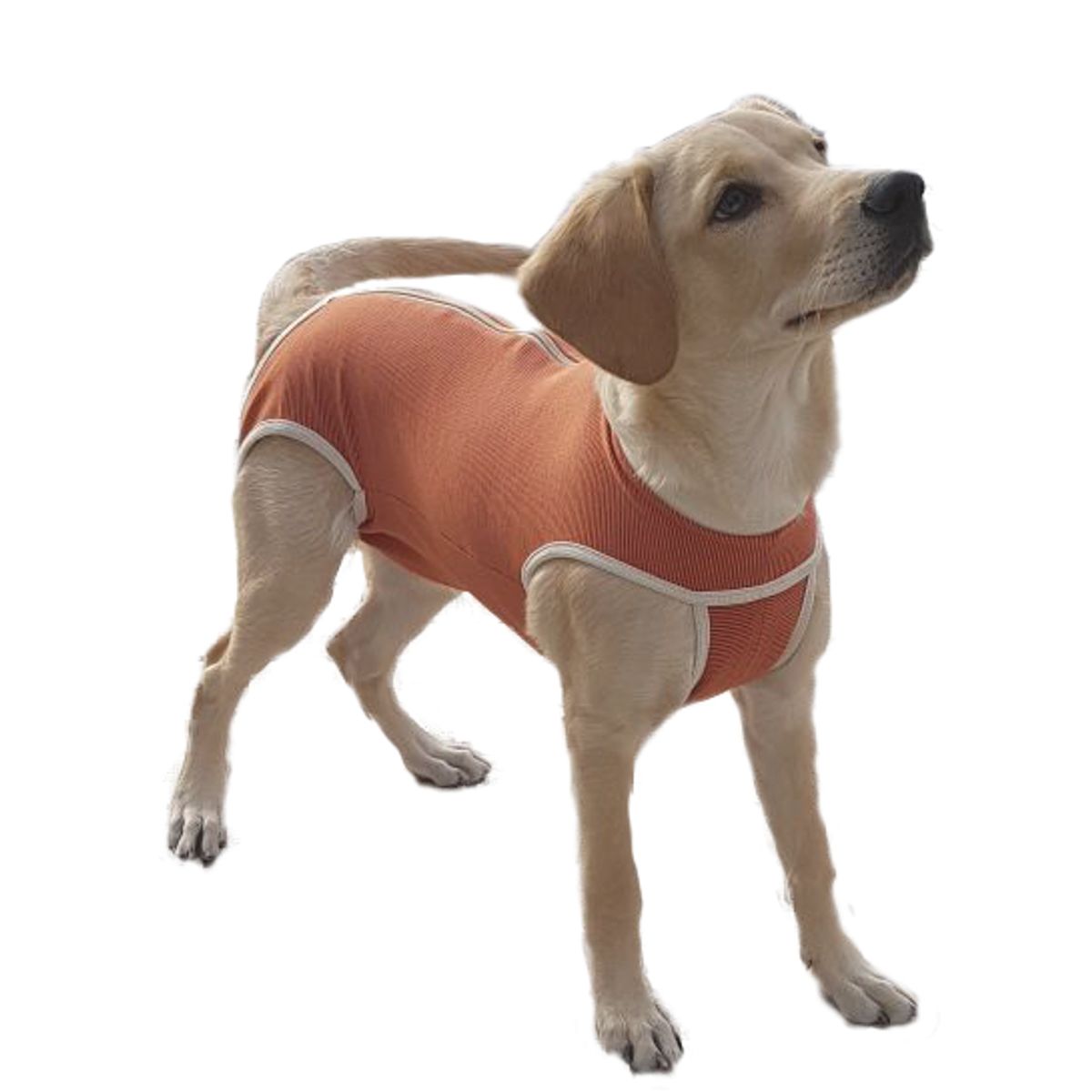 KIMBAPETS - Body de Cobre para Perros y Gatos (Unisex) - Talla 7