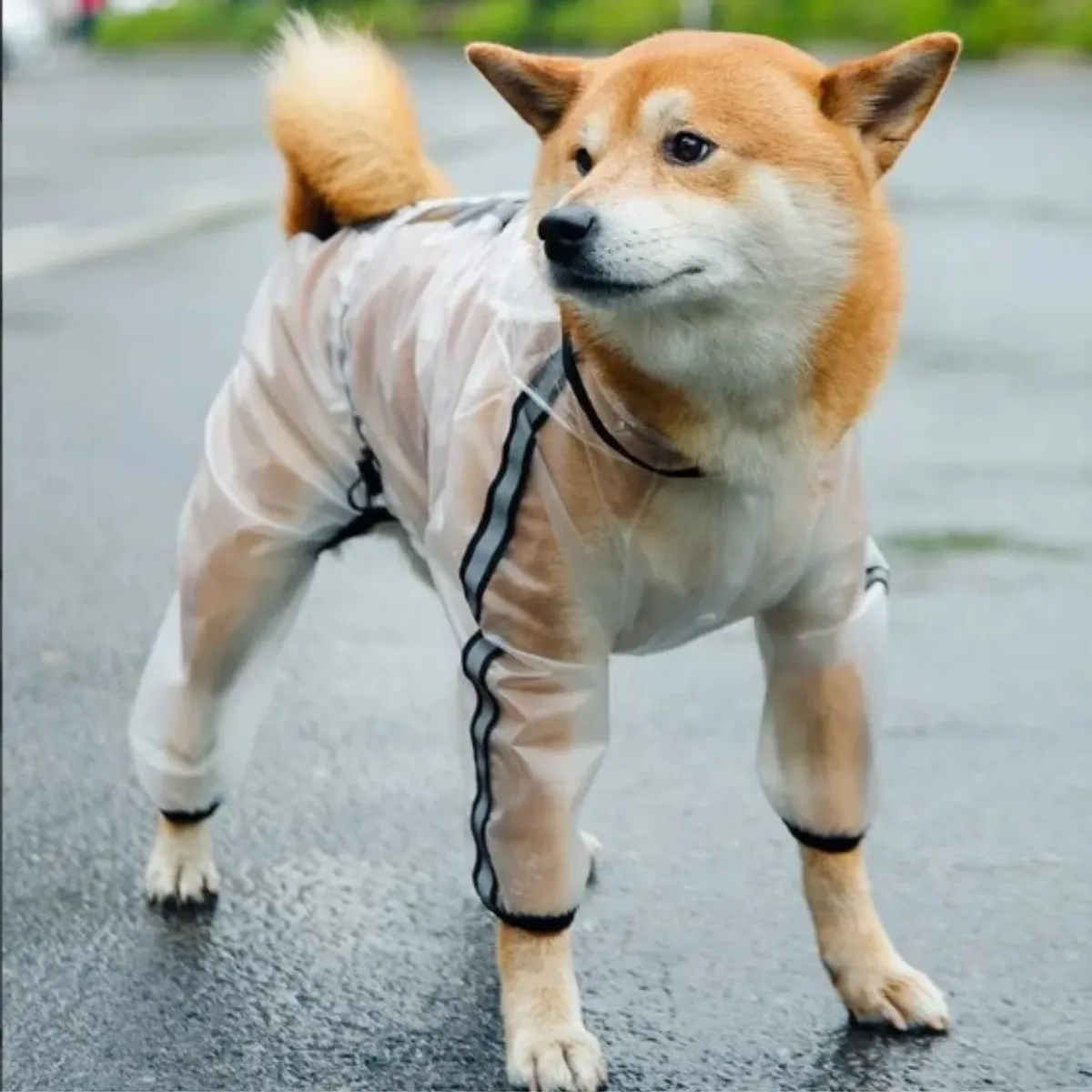 SUKEA - Enterito Impermeable Transparente Para Perro 6XL