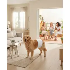 MYLHOGAR - Pañales Desechables Perro Macho PETSHOW Talla XL x 12 Unidades