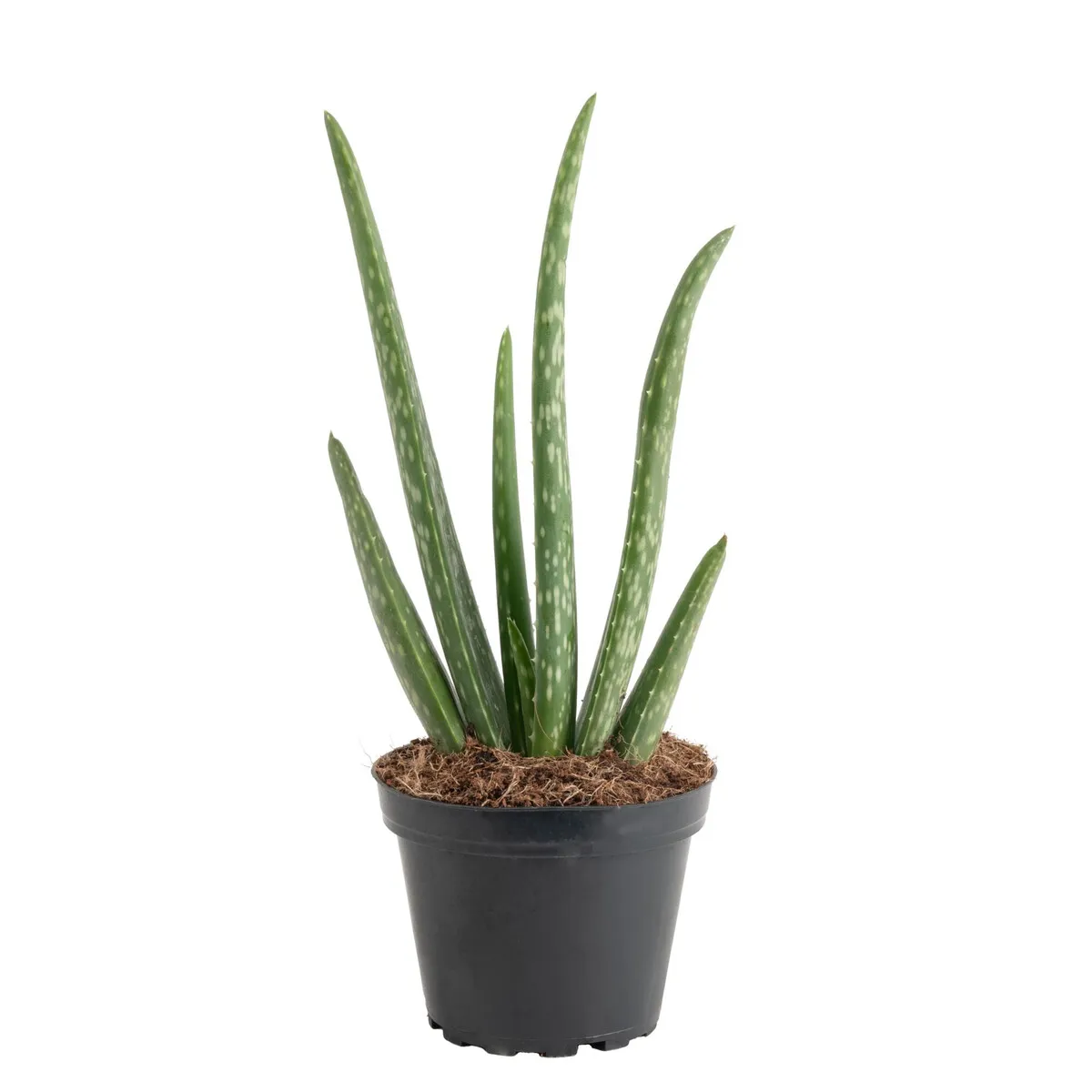COSTA - Planta Aloe Vera Costa Farms Maceta 10cm Interior