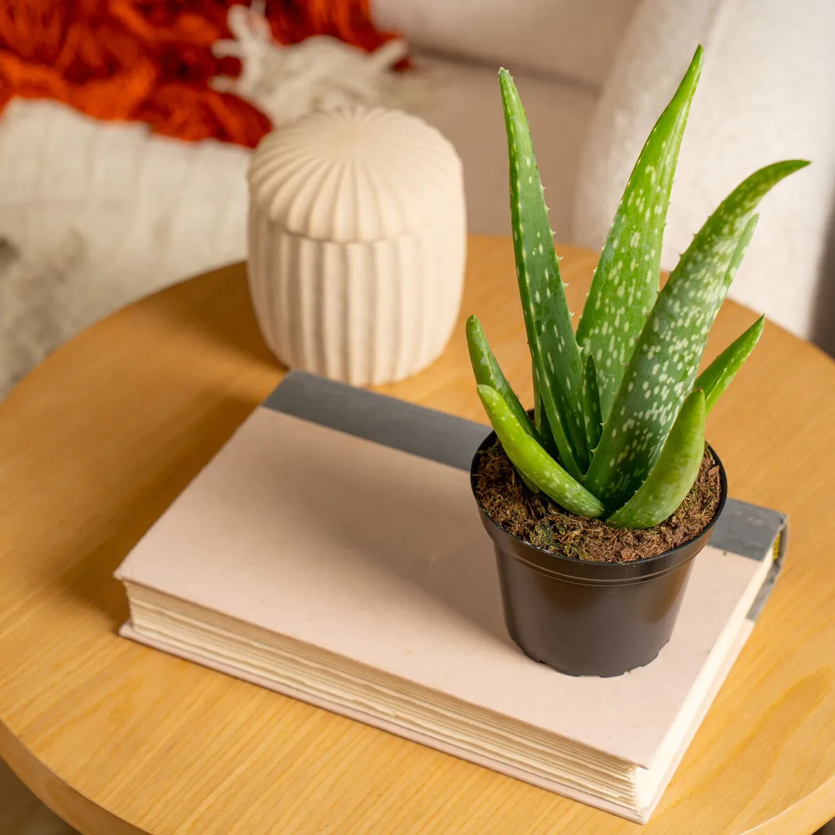 COSTA - Planta Aloe Vera Costa Farms Maceta 10cm Interior