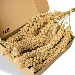 GENERICO - Espiga de Mijo Jmxus 1 LB Natural para Periquitos