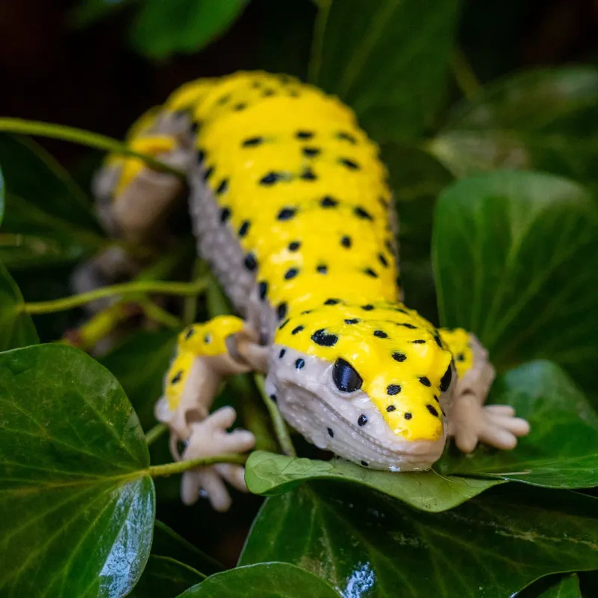 MODOKO - Juguete Gecko Leopardo Articulado