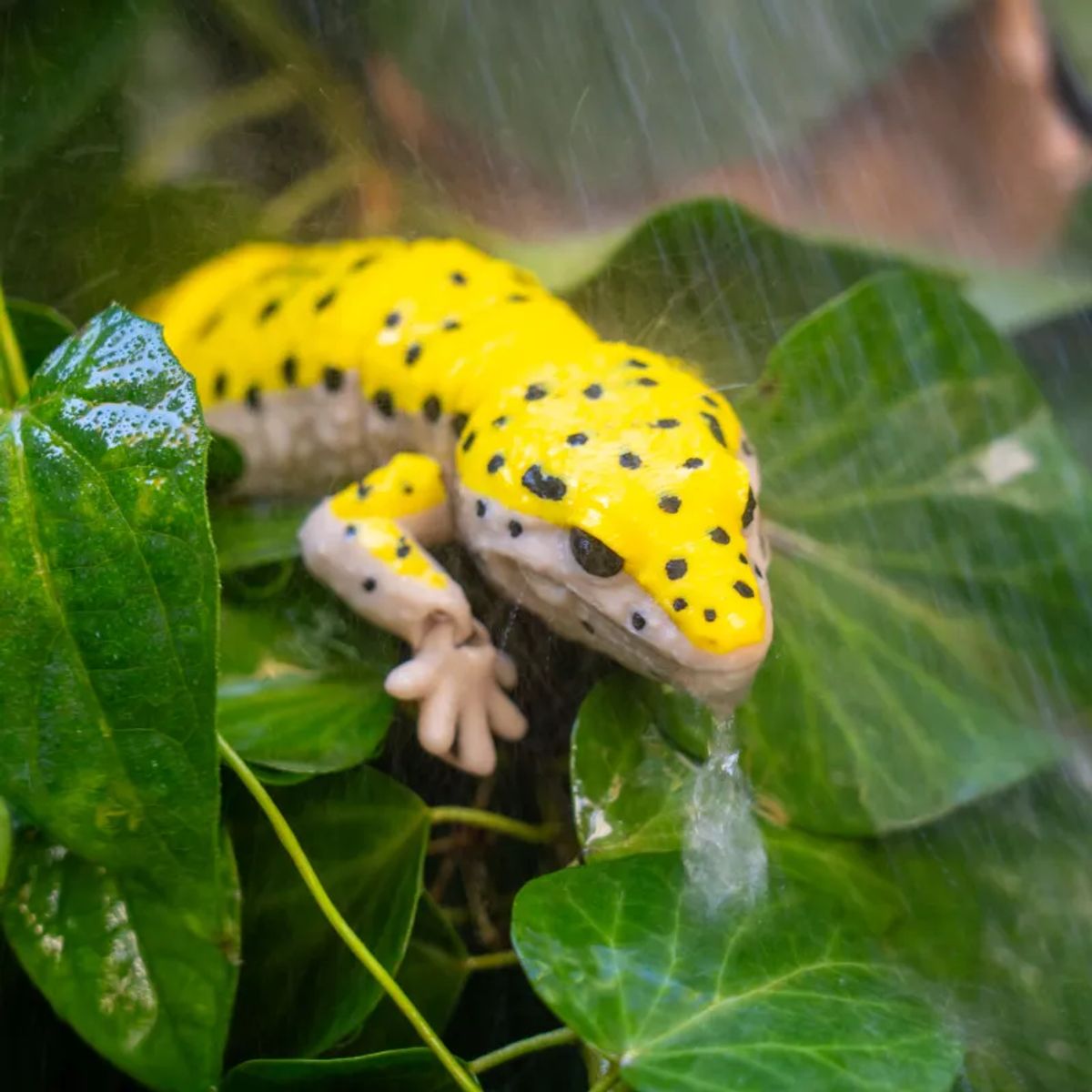 MODOKO - Juguete Gecko Leopardo Articulado
