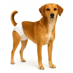 GENERICO - X20 Pañales Gato Perros Hembra Macho Perro Pañales Gato L Blanco Hembra L 52 X 32 Cm