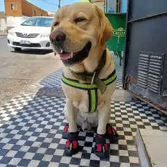 VIDA BUENAS - 4 Piezas Zapatos Botas Impermeables Reflectante Para Perros