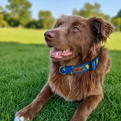 MUMUMU RUFF - Collar Ajustable para Perro Mumumú Ruff Oh Rayos Azul L