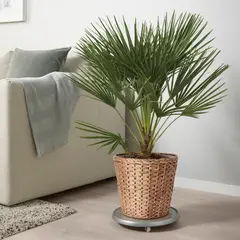 IKEA - Macetero FRIDFULL, jacinto de agua, 24 cm