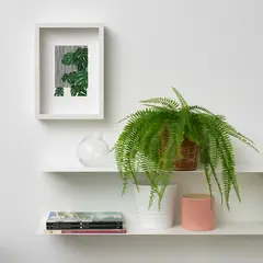 IKEA - Planta artificial FEJKA, interior/exterior colgante/helecho, 12 cm