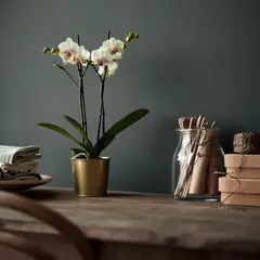 IKEA - Macetero DAIDAI, dorado, 9 cm