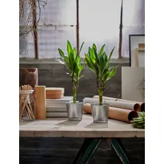 IKEA - Macetero BINTJE, galvanizado, 9 cm