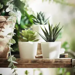 IKEA - Planta artificial FEJKA, interior/exterior Suculenta, 6 cm3 und