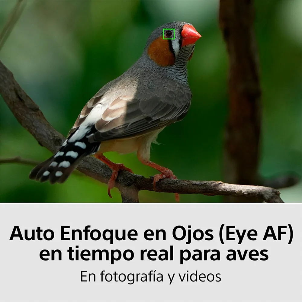 Sony a7 IV Cuerpo Negro, foto 7