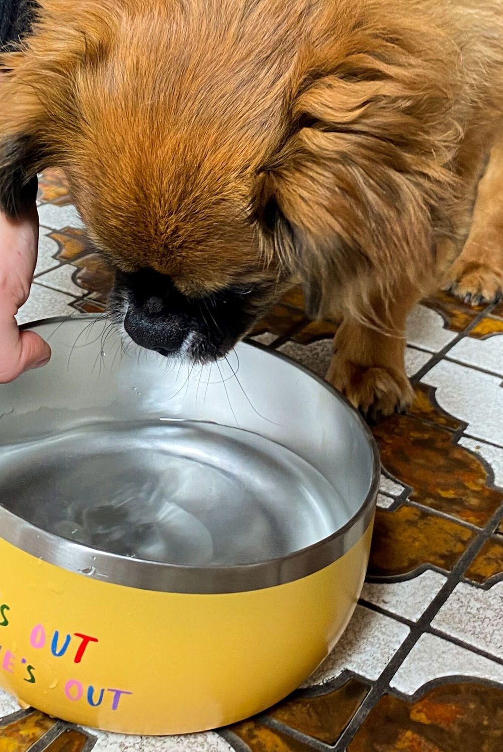 TYPO - Bowl De Comida Pequeño Para Perros Typo