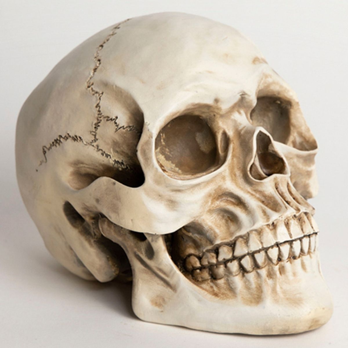 FRANK & MORTIS - Halloween Calavera Tamano Real 19X14X11 Frank & Mortis