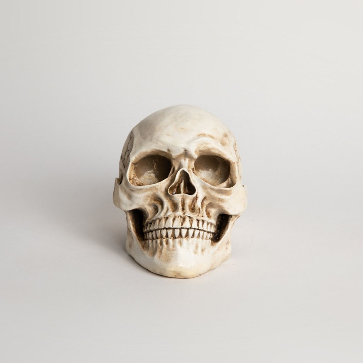 FRANK & MORTIS - Calavera Humana 19 X 14 X 11 Frank & Mortis