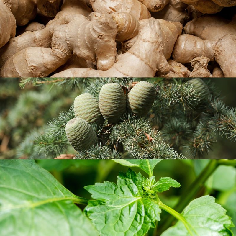 CALVIN KLEIN Perfume Euphoria Edt 100 Ml Para Hombre Calvin Klein