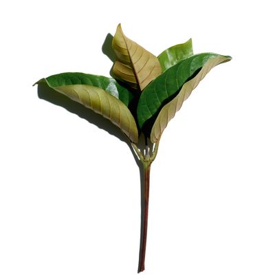 Imagen 2 del producto Super Restorative Serum 30 Ml