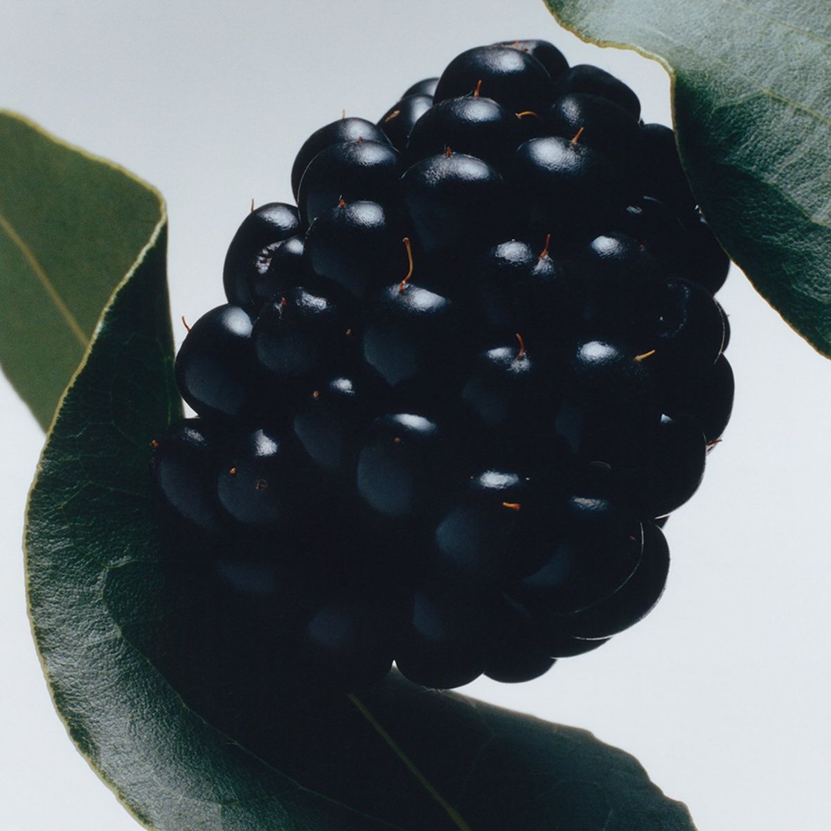 JO MALONE LONDON - Crema De Manos Hidratante Blackberry And Bay 50 Ml Jo Malone London