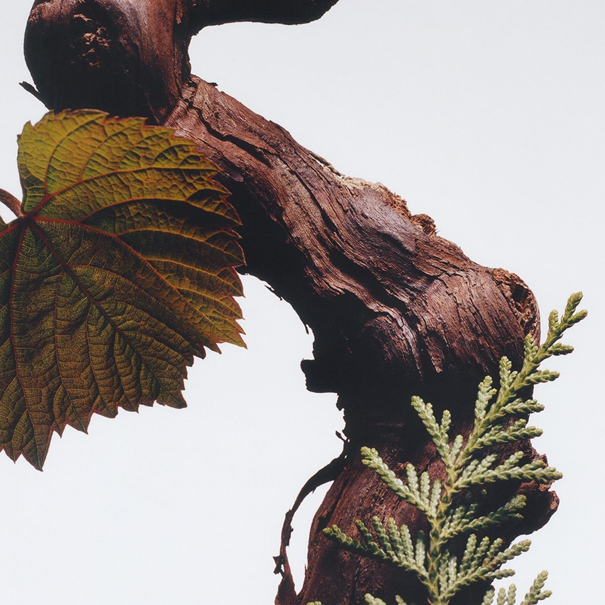 JO MALONE LONDON - Cologne Intense Cypress and Grapevine 100Ml Jo Malone London