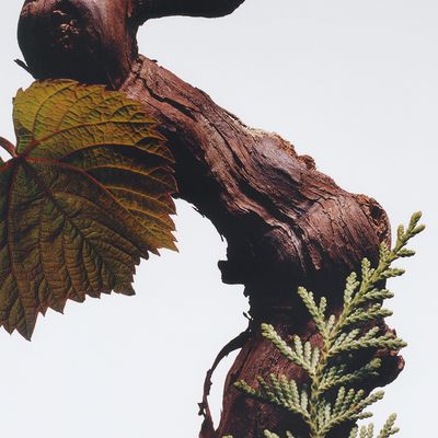 Imagen 2 del producto Cologne Intense Cypress and Grapevine 100Ml