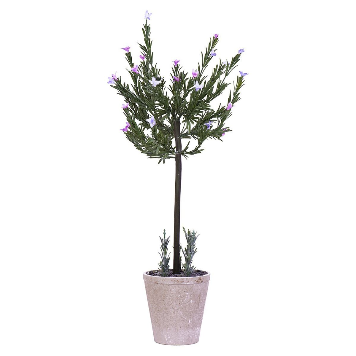 D`HOME - Planta Arbol Romero