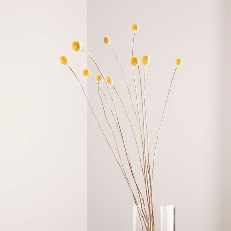 CRATE & BARREL - Racimo Botánicos Secos Caraspedia Crate & Barrel