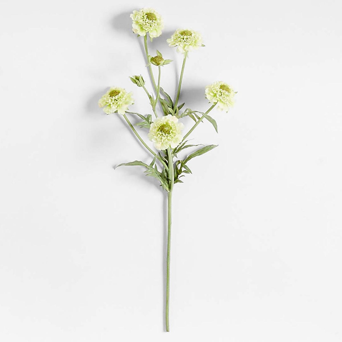 CRATE & BARREL - Rama artificial escabiosa verde 60cm Abigail Ahern