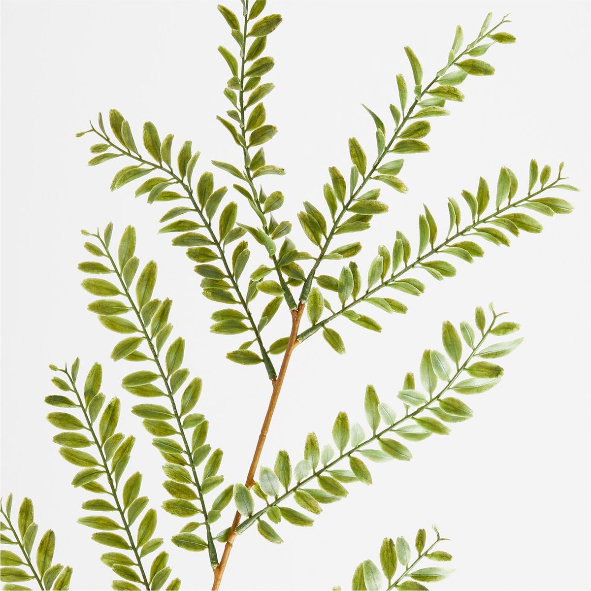 CRATE & BARREL - Rama Artificial Sauce Crate & Barrel